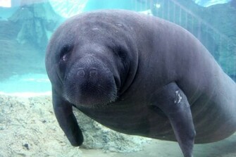 Manatees Funny Wallpaper Daily News