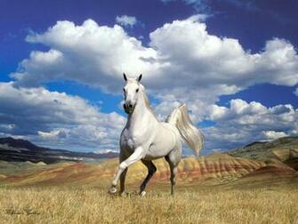 All Breeds Wallpaper Appaloosa Horse
