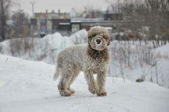 Romagnolo Dog In The Snow Wallpaper HD