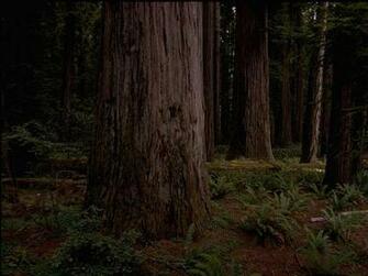 Wallpaper Shows Redwood National Park In California Coastal