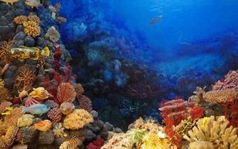 Fonds D Cran Aquarium Poissons Gratuits