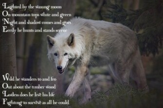 Lone Wolf Wallpaper Animalgals