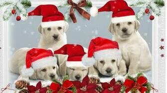 Wallpaperland Xmas Puppies Christmas Santa Dog Desktop And Mobile