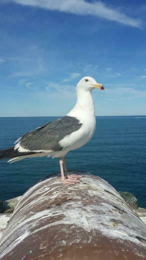Oceanside Pier Ca The Beach Sea Birds Gull