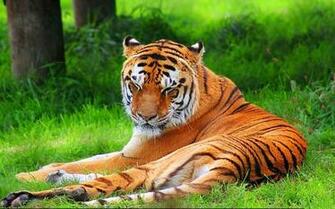 Tiger Wallpaper White Animal Pictures Blue Background