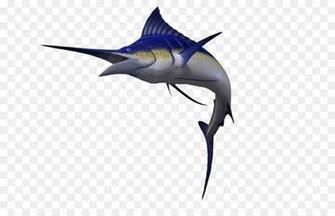 Shark Fin Background Clipart Fish Transparent Clip Art