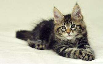 Wallpaper Maine Coon Cat