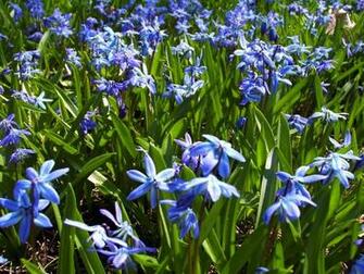 Blue Spring Flowers Wallpaper And Background X