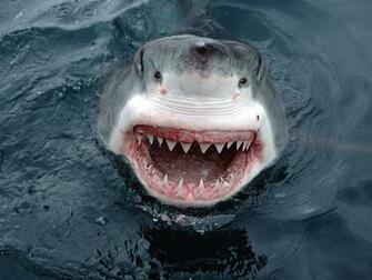 Shark Wallpaperthe Today Stuff