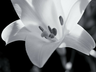 Desktop Wallpaper Black And White