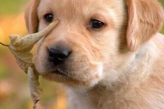 Cutest Labrador Puppy Pictures The Most Adorable And Cute