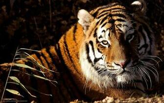 Wallpaper Tiger Snout Is Desktop In