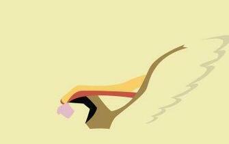 Pidgeot Pok Mon HD Wallpaper Background