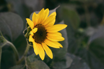 Flowers 4k Wallpaper