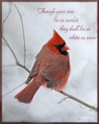 Snow Cardinal In The D001540