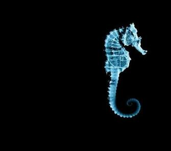 Wallpaper Fringe Seahorse