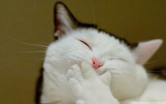 Cats Lolcat Wallpaper