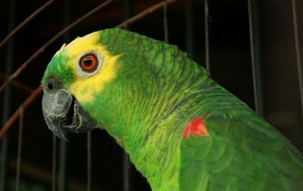 Parrot Wallpaper Bird Elsoar
