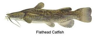 Flathead Catfish