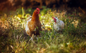 Cute Chicken Wallpaper iPhone