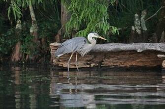 Great Blue Heron Traveler Photo Contest National Geographic