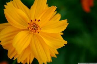 Sulfur Cosmos Flower 4k HD Desktop Wallpaper For Ultra Tv