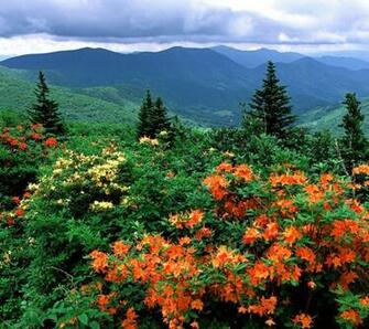For Flower Lovers Beautiful Flowers Sceneries Desktop Wallpaper
