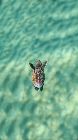 4k Turtle Wallpaper Ixpap