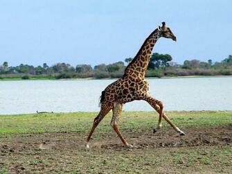 Giraffe Wallpaper HD Moustache Magazine