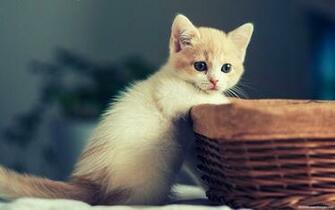 Kitten HD Wallpaper
