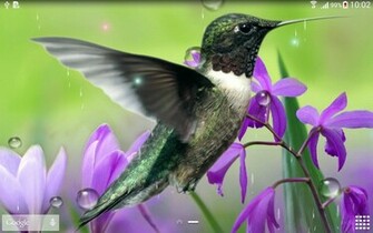 Our Beautiful Animated Screensaver Hummingbirds Live Wallpaper