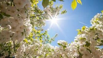 Top HD Spring Wallpaper Nature Kb