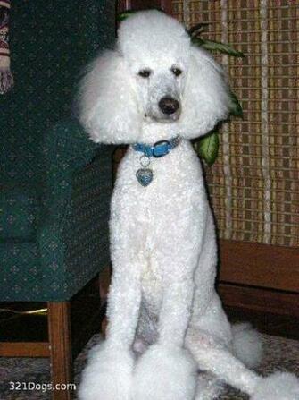 Standard Poodle Wallpaper Pictures Breed Information