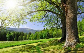Wallpaper Forest Trees Landscape Beautiful