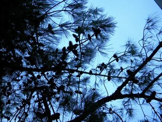 Pine Cones Wallpaper