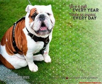 Mississippi State University Development And Alumni Wallpaper