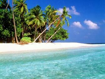 Fantastic Beach Wallpaper With Palm Tress And Wonderful Fresh Water