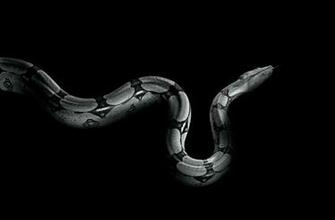 Whitesnake Hair Metal Heavy Hard Rock Snake Wallpaper