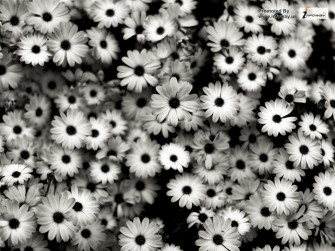 Black And White Flowers Wallpaper Group