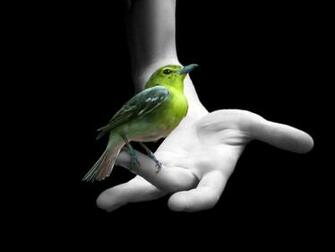 Animals Zoo Park Birds Desktop Wallpaper Bird Beautiful