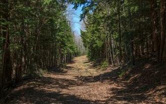 Forest Path Foliage Wallpaper Stock Photos