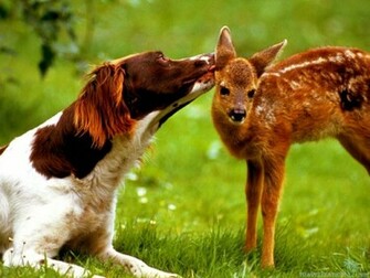 List Of Cute Animal Wallpaper For Our Users Check These