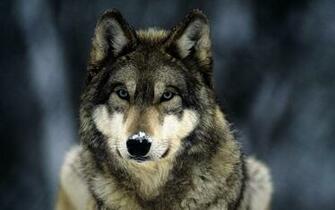 Grey Wolf Wallpaper In HD For Your Desktop