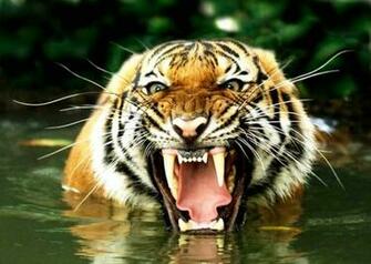 Yellow Black Tigers Drinking Water Wallpaper Pictures Image