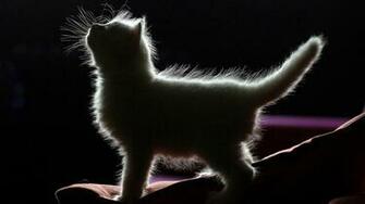 Cat Silhouette