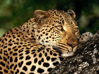 Wild Animals Image Big Cats Wallpaper Photos