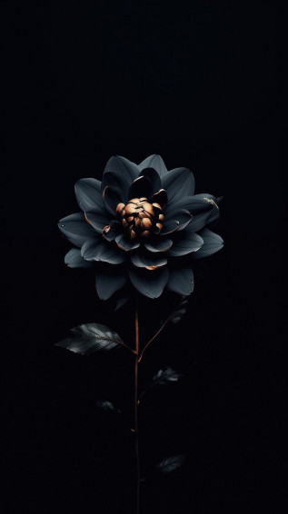 Black Rose Aesthetic Wallpaper