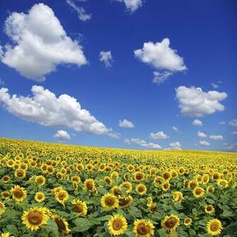 Sunflower Field Fototapeter Tapeter Photowall