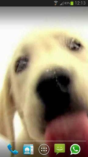 Dog Screen Cleaner Live Wallpaper For Android