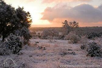Texas Wildflowers Wildflower Pictures Landscape Nature And